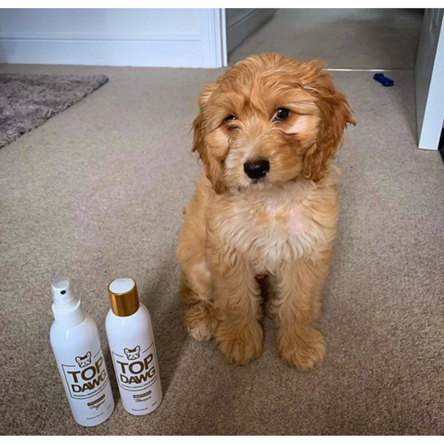 TOP DAWG / Shampoo & Conditioner - Honeysuckle