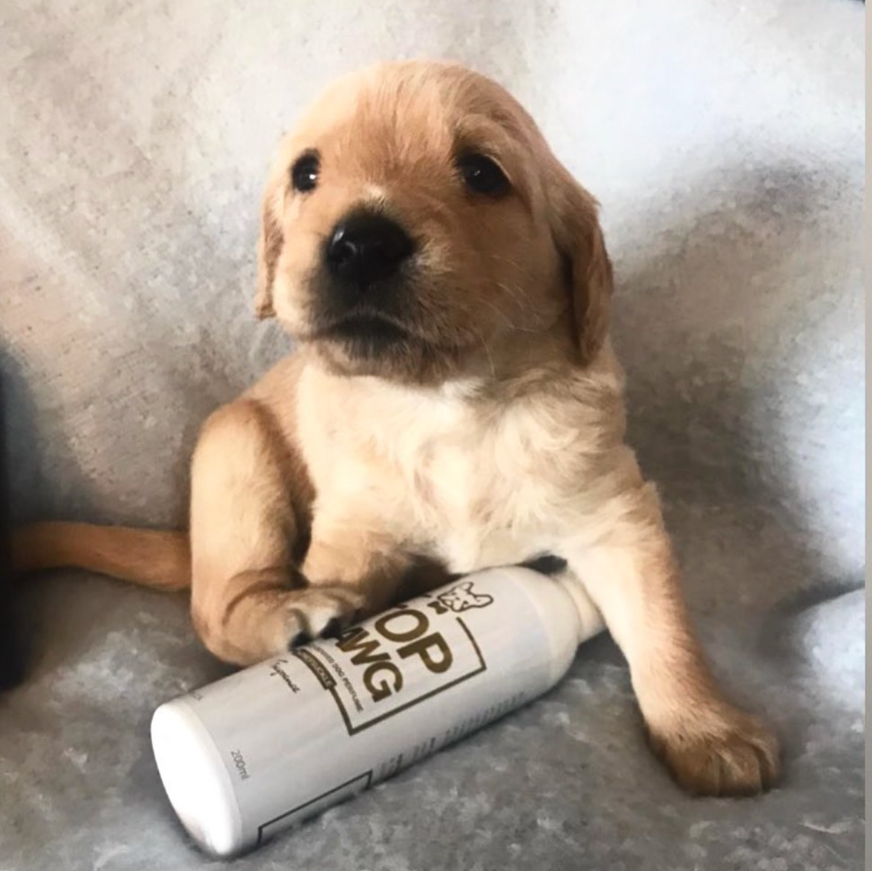 TOP DAWG / Fragrance Spray - Honeysuckle